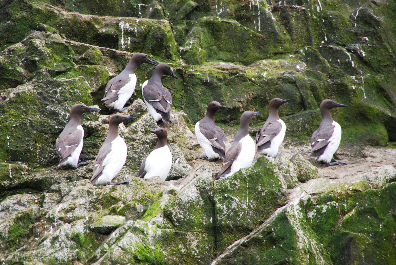 guillemots on the cliffs at Worms Head
